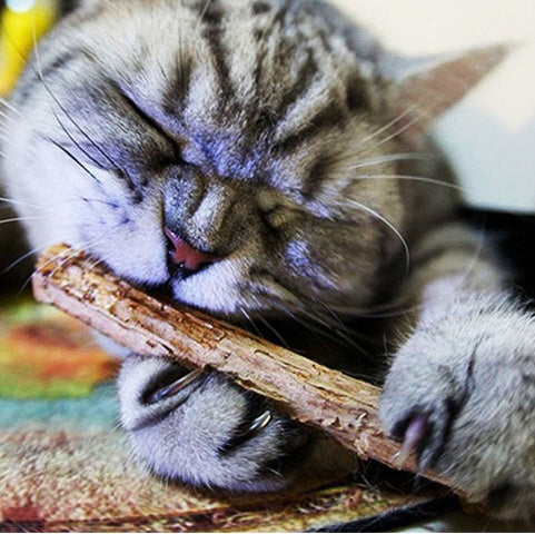 5 PCSMatatabi Toys Catnip Chew Toy for Pet Kitten