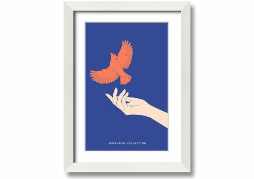 Dove From A Hand Flight
