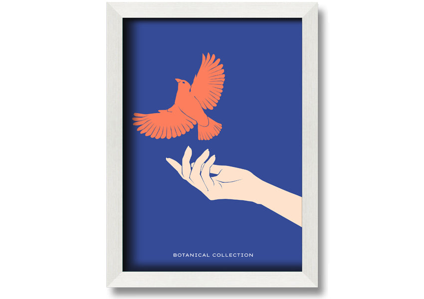 Dove From A Hand Flight