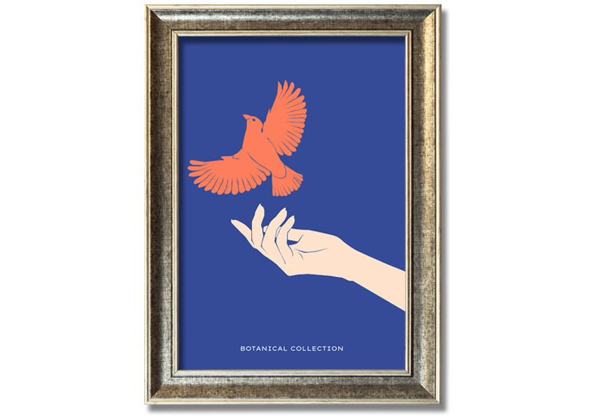 Dove From A Hand Flight