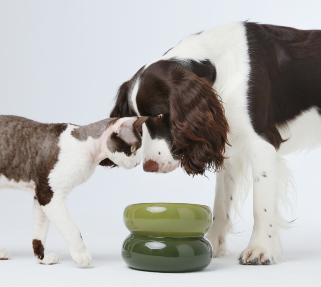 Soufflé Pet Bowl - Avocado Green - cavamart.com